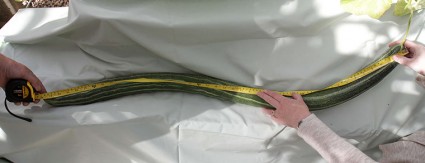 A-giant-cucumber-grown-by-006