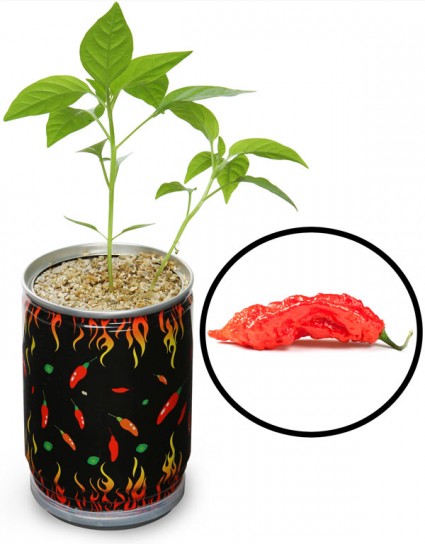 e56a_grow_your_own_pepper