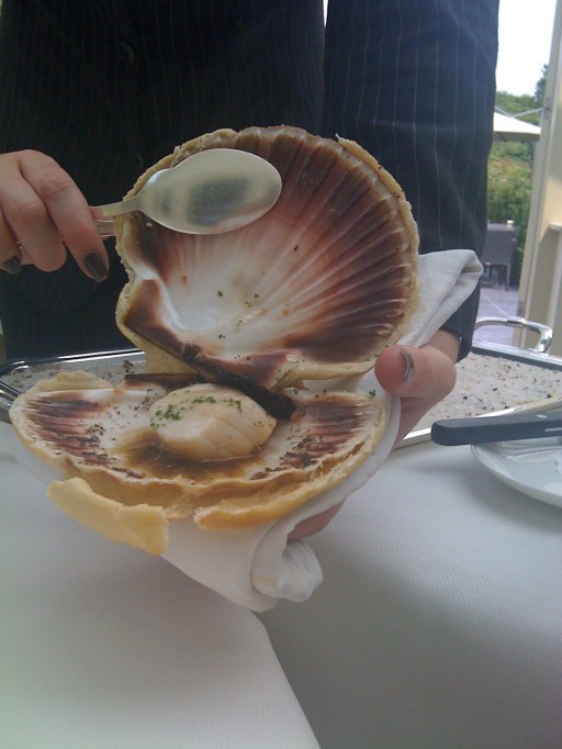 CoquillesJannisBrevet