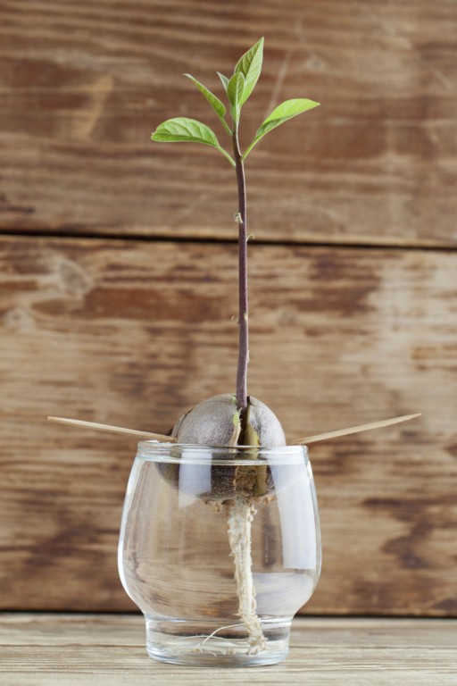 DIY laat je eigen avocadoboompje groeien Culy.nl