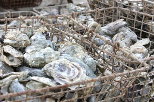 Oesters-voor-spoelen