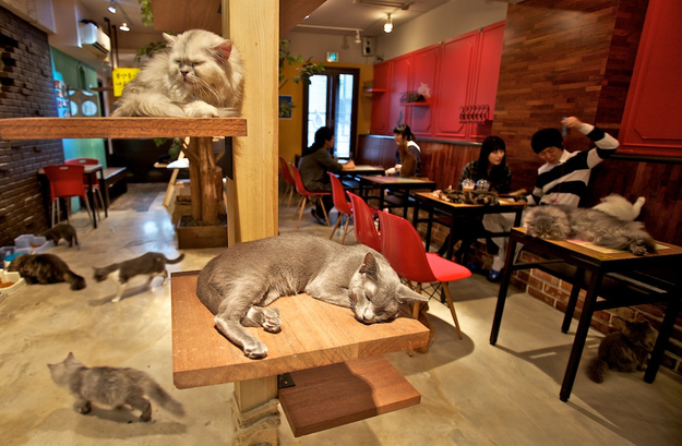De 11 meest bizarre cafés Tokyo
