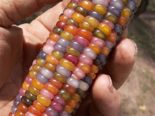 glass-gem-corn-rainbow-colored-3