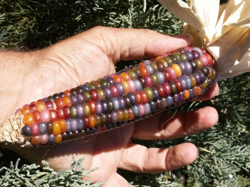 glass-gem-corn-rainbow-colored-4