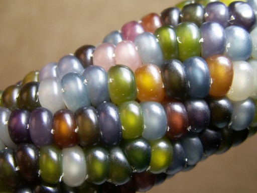 glass-gem-corn-rainbow-colored-5