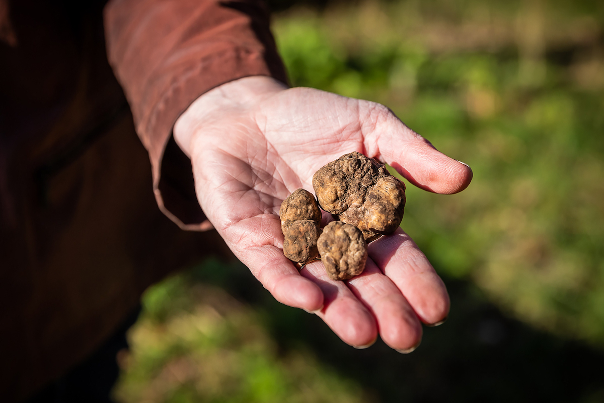 Nederlandse truffels bij RIJKS