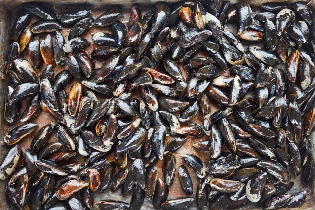 Mosselen kwaliteit herkennen