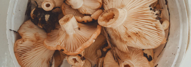 gedroogde paddenstoelen