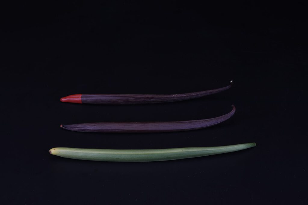 Nederlandse vanille koppert cress