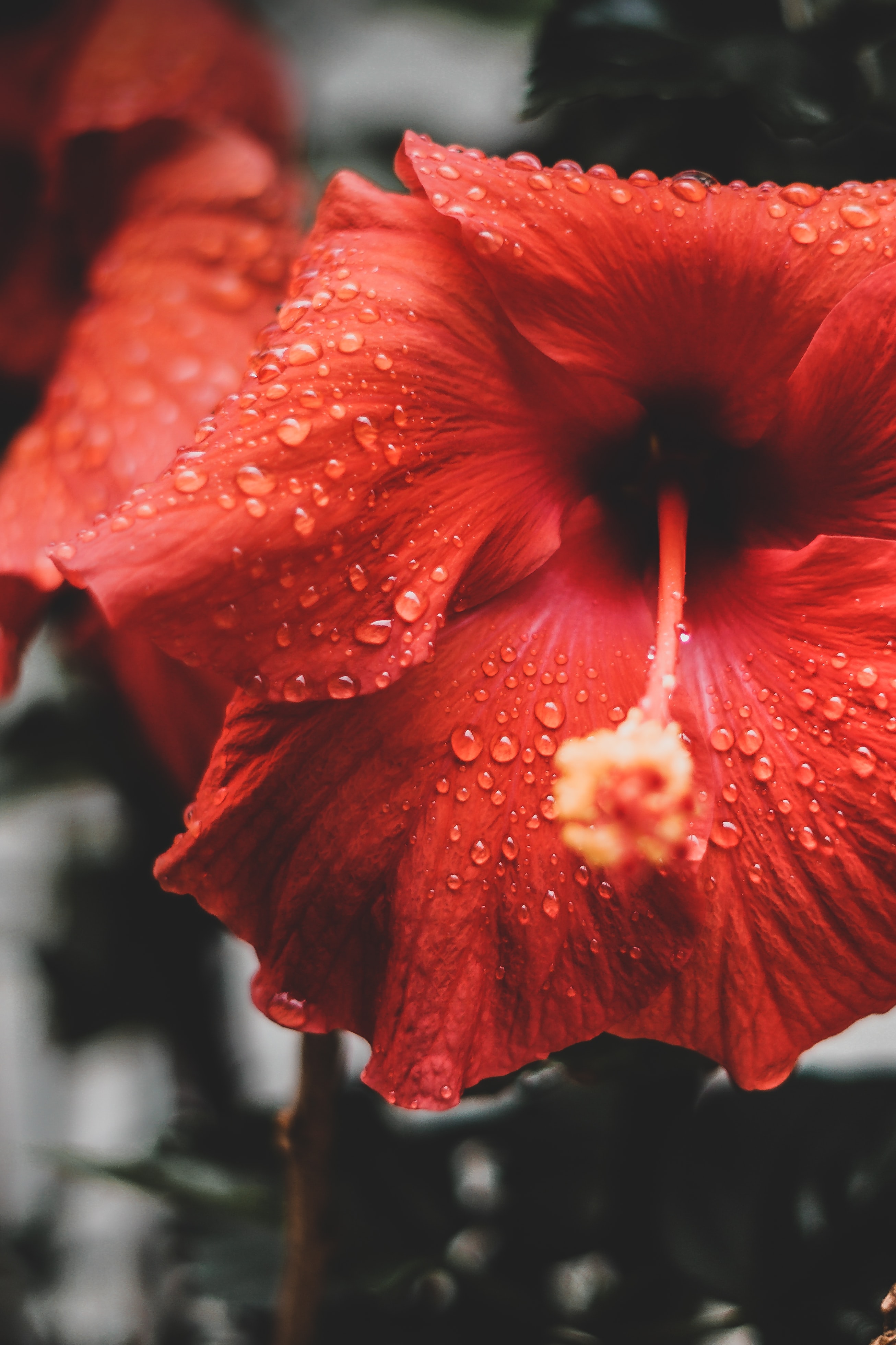 Wat is hibiscus