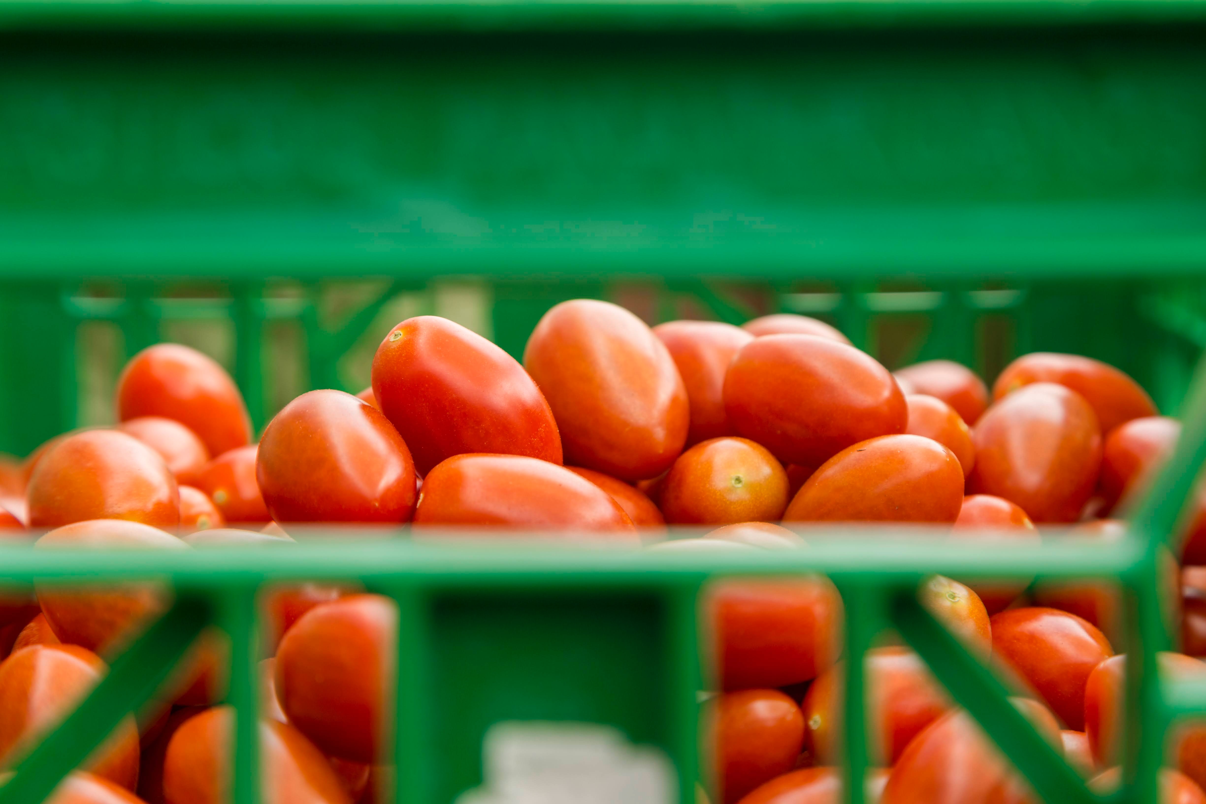 overgebleven tomaten stock unsplash