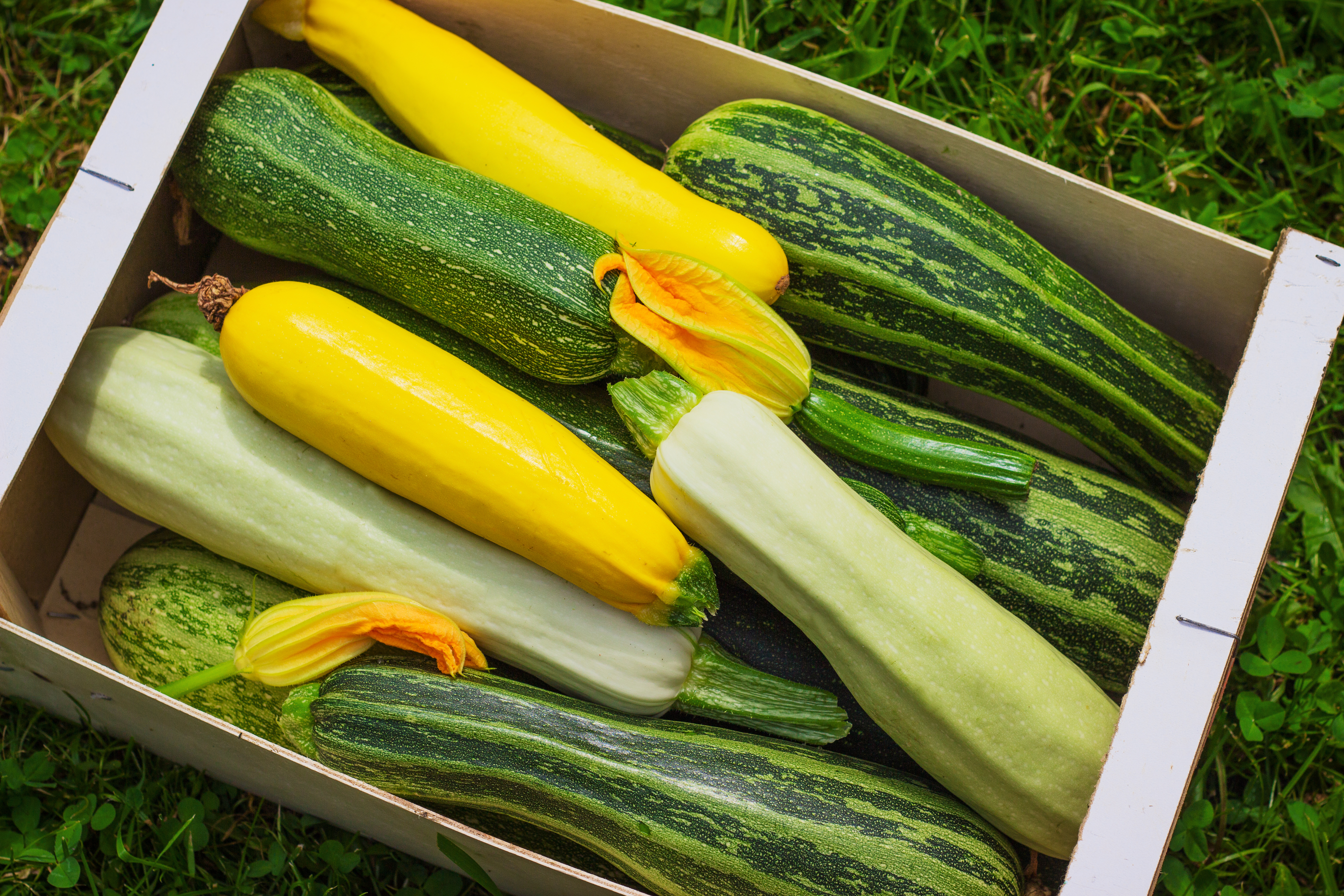 verschillende courgette soorten