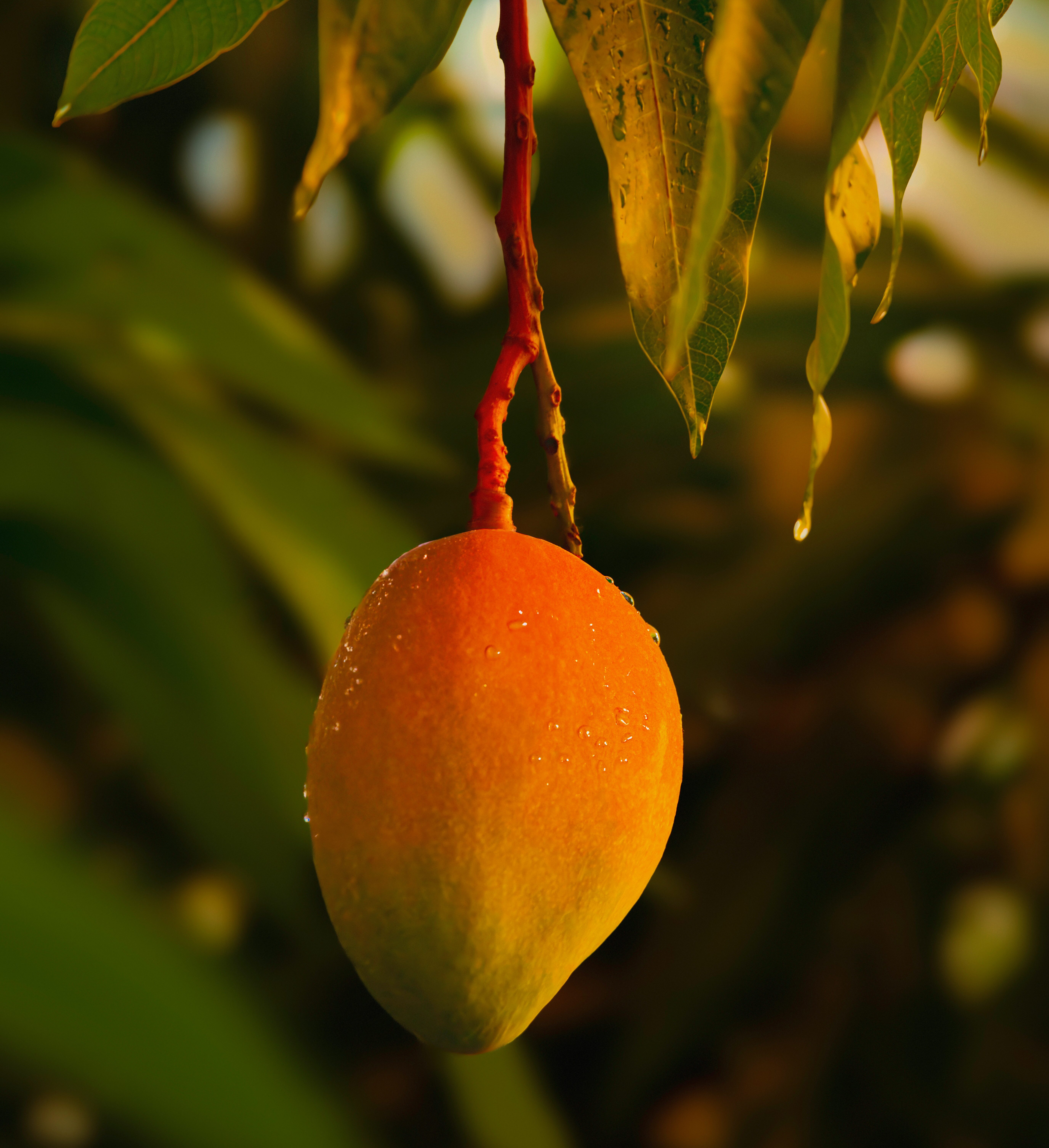 IJs in de vorm van mango